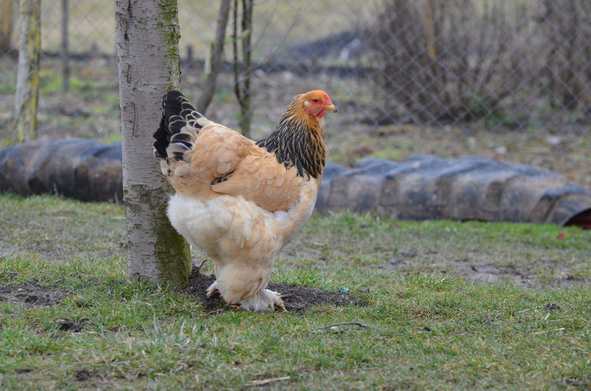  - matca brahma columbia galben-negru 2018