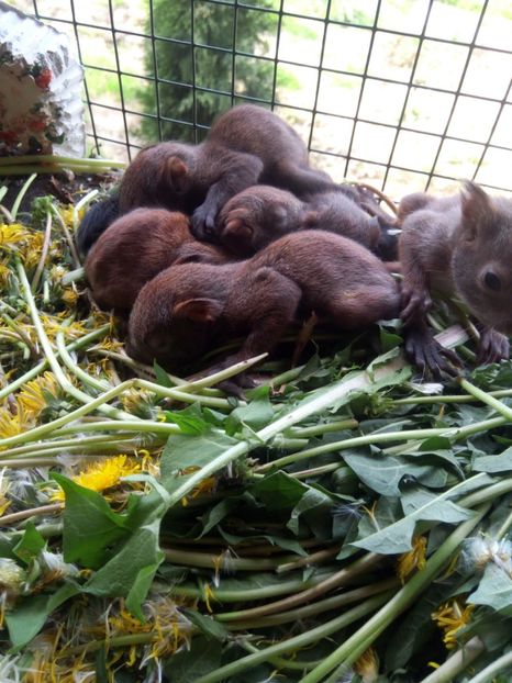 Juniori 2 - veverite autohtone