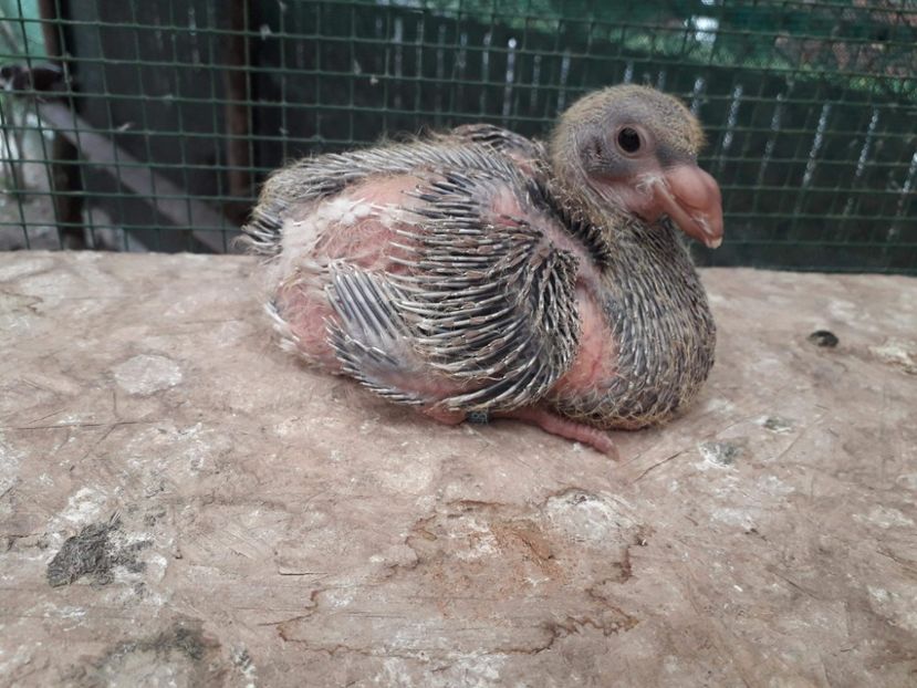 Agh - Tineret AGH 2018