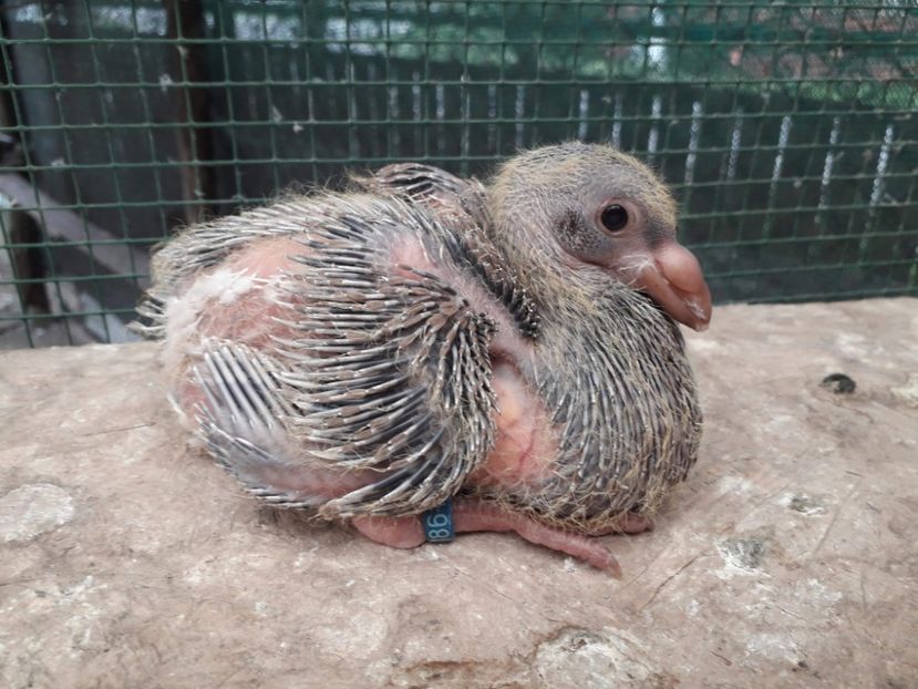 Agh - Tineret AGH 2018