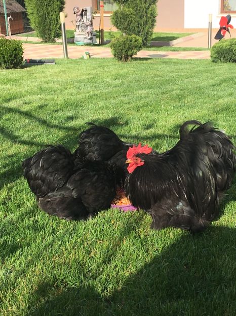 BD5D9C1B-EDC1-4C4F-9554-A21A14B64577 - COCHI PITIC NEGRU 2018