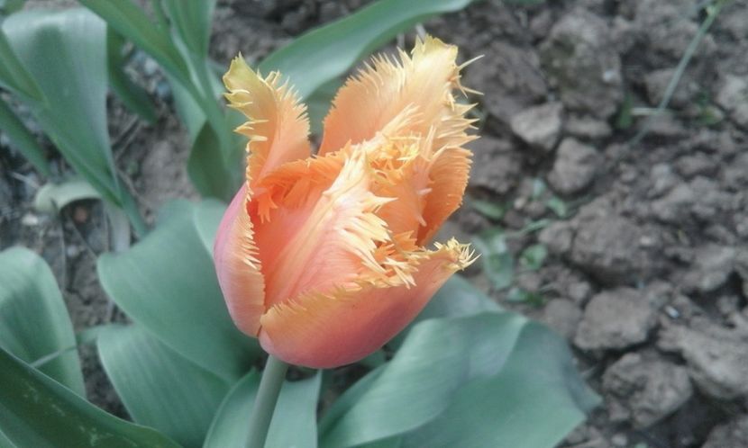 31070970_772242282975412_8011045649871011840_o - primavara2018