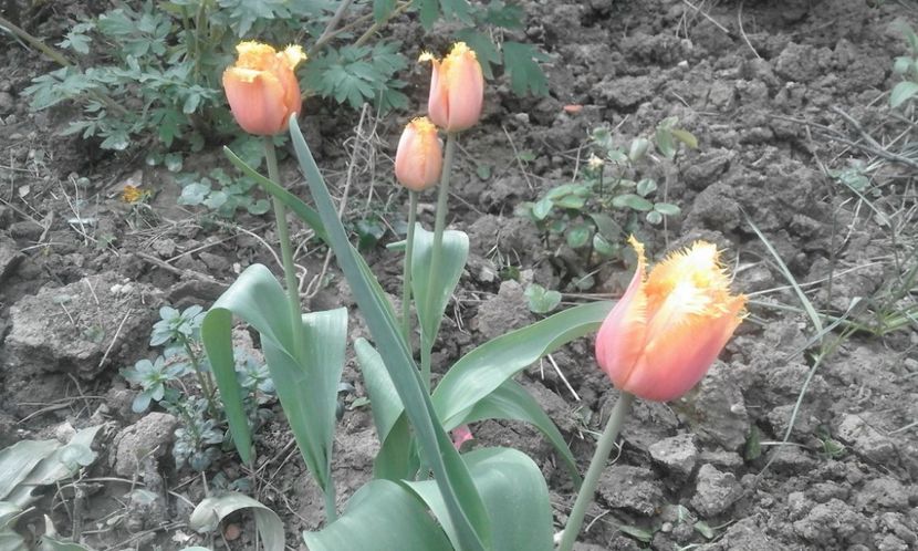 30762753_772242342975406_3646573611084414976_o - primavara2018