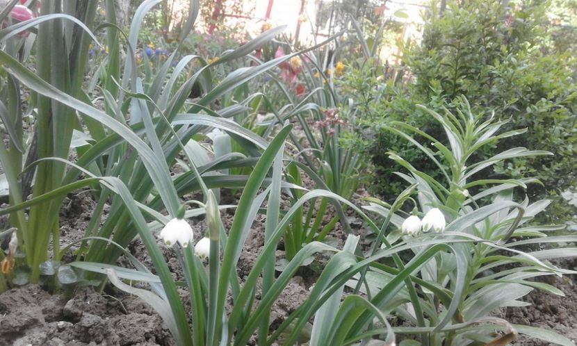 30741810_772242552975385_5345900915217924096_o - primavara2018