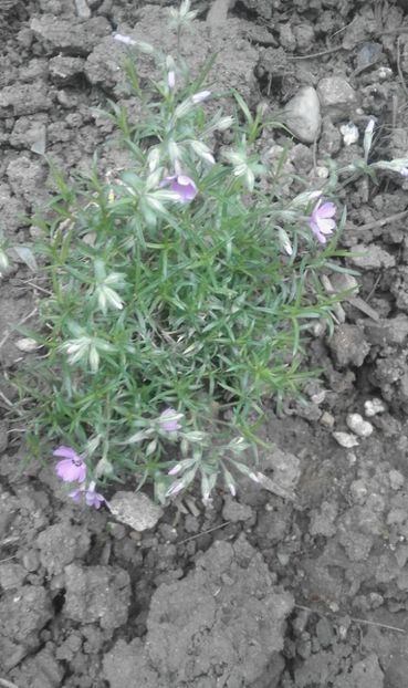 31052163_772242596308714_9022640366544748544_o - primavara2018