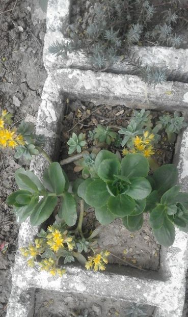 30742727_772242652975375_9131934489520373760_o - primavara2018