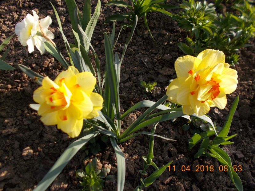  - Flori de gradina-2016-2017-2018-2019-2022