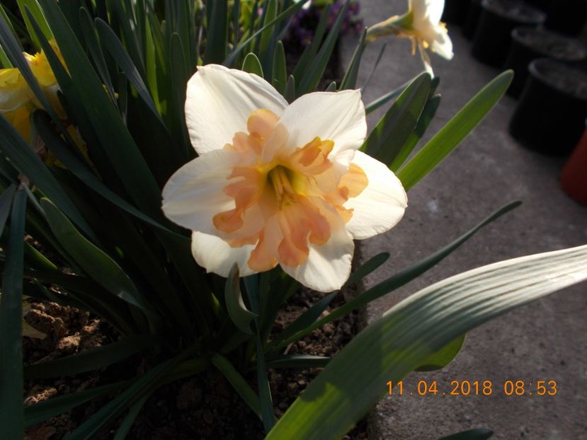  - Flori de gradina-2016-2017-2018-2019-2022