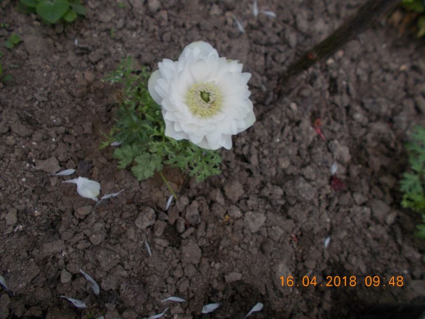  - Flori de gradina-2016-2017-2018-2019-2022