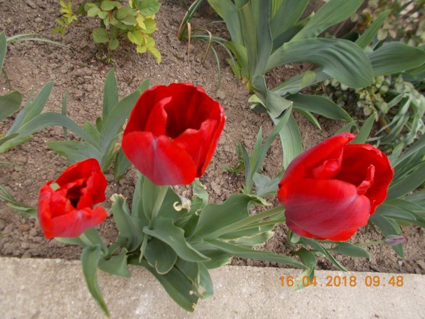  - Flori de gradina-2016-2017-2018-2019-2022