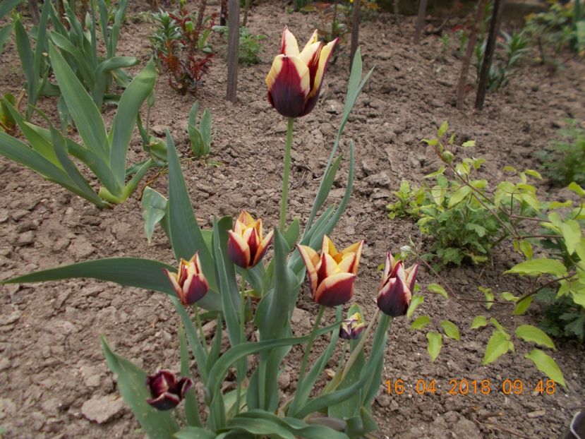  - Flori de gradina-2016-2017-2018-2019-2022