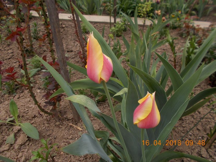  - Flori de gradina-2016-2017-2018-2019-2022