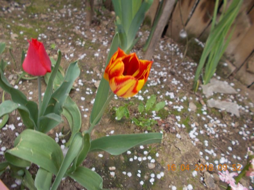  - Flori de gradina-2016-2017-2018-2019-2022