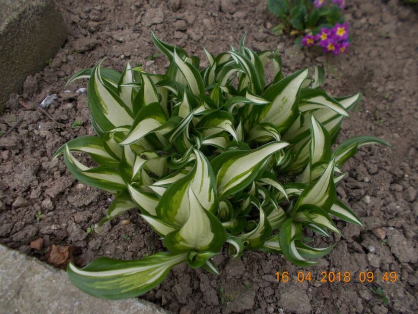  - Flori de gradina-2016-2017-2018-2019-2022