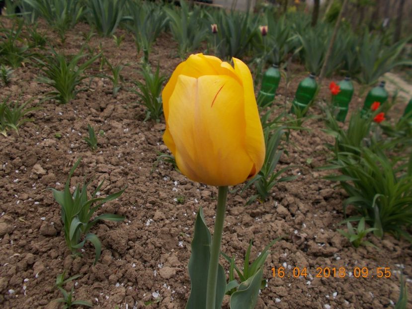  - Flori de gradina-2016-2017-2018-2019-2022