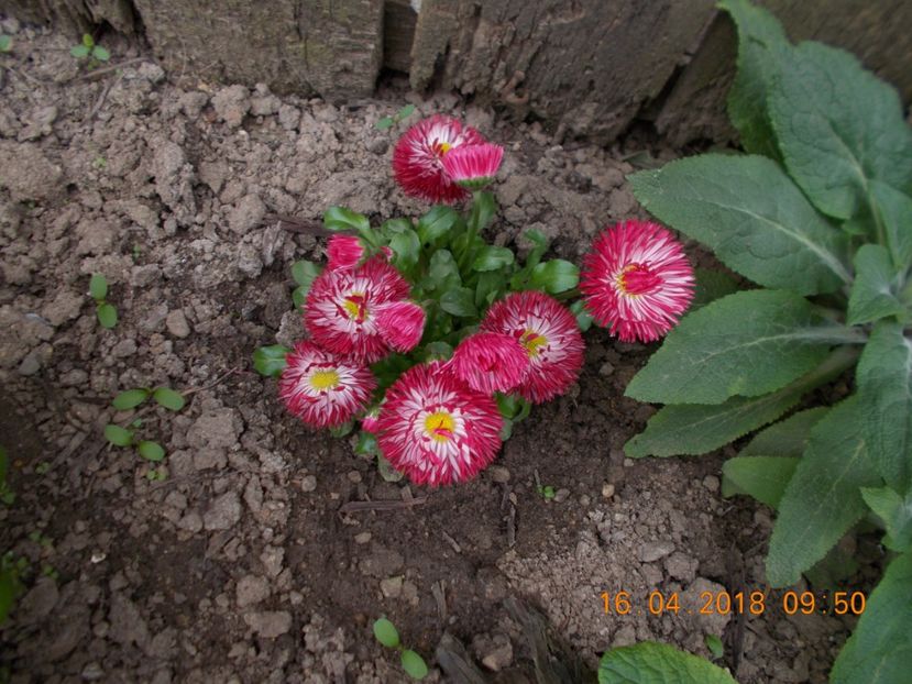  - Flori de gradina-2016-2017-2018-2019-2022