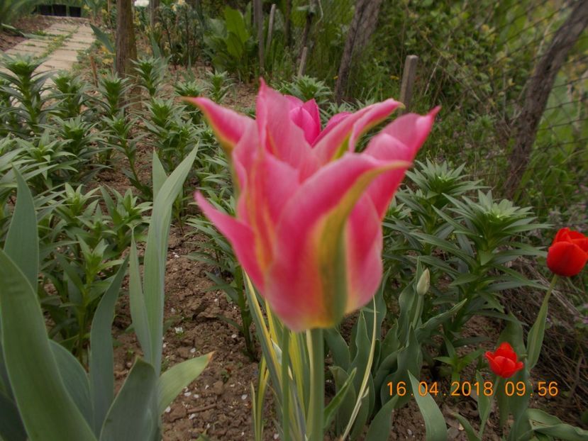  - Flori de gradina-2016-2017-2018-2019-2022