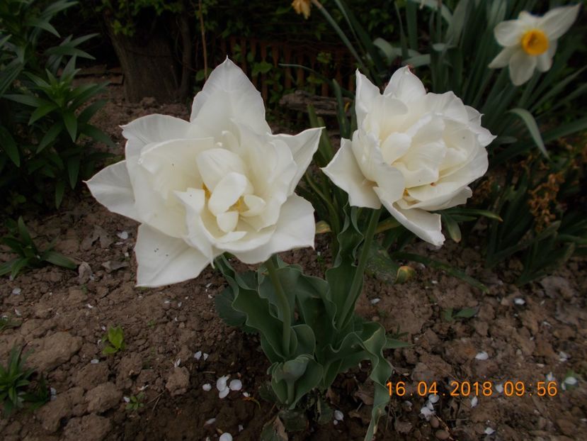  - Flori de gradina-2016-2017-2018-2019-2022