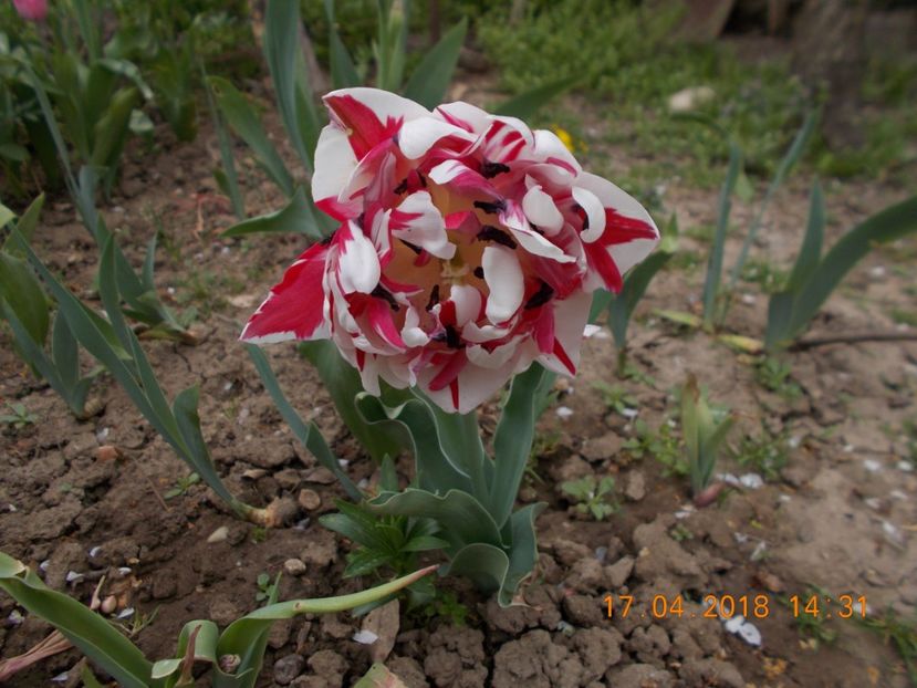  - Flori de gradina-2016-2017-2018-2019-2022