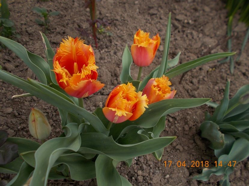  - Flori de gradina-2016-2017-2018-2019-2022