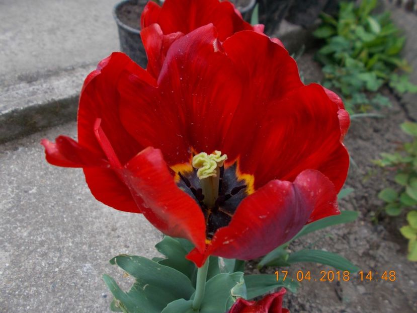  - Flori de gradina-2016-2017-2018-2019-2022