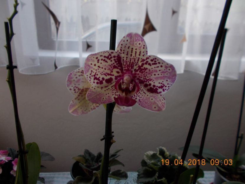  - Orhidee