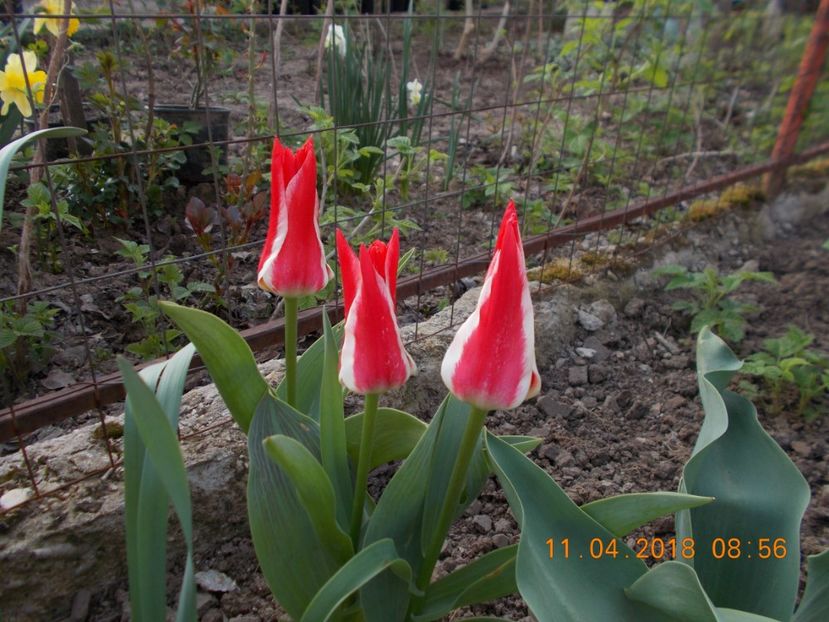  - Flori de gradina-2016-2017-2018-2019-2022