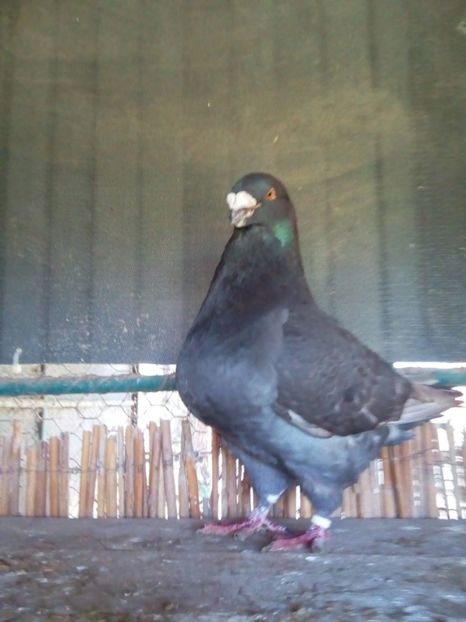 M 2015 - Perechi 2018