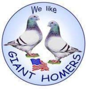 Per.11 - Perechi 2018