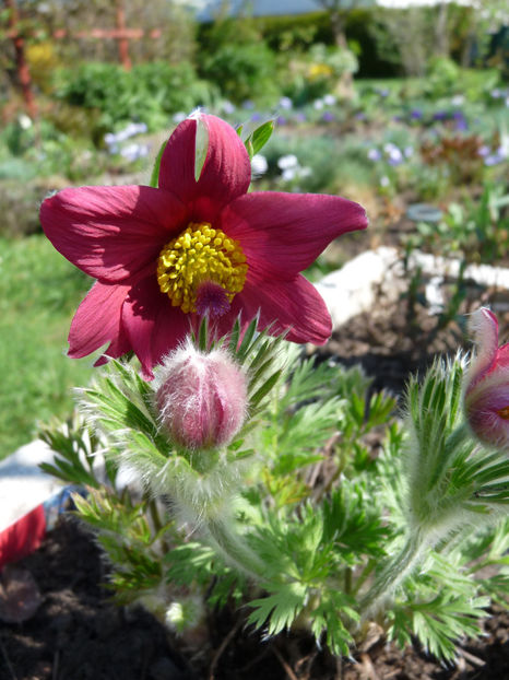  - 2018 - 01 - Primavara