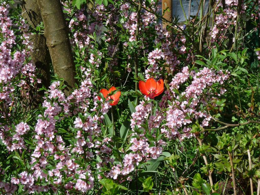  - 2018 - 01 - Primavara