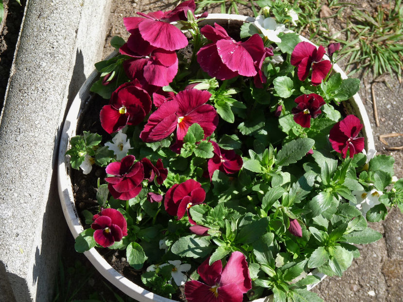  - 2018 - 01 - Primavara