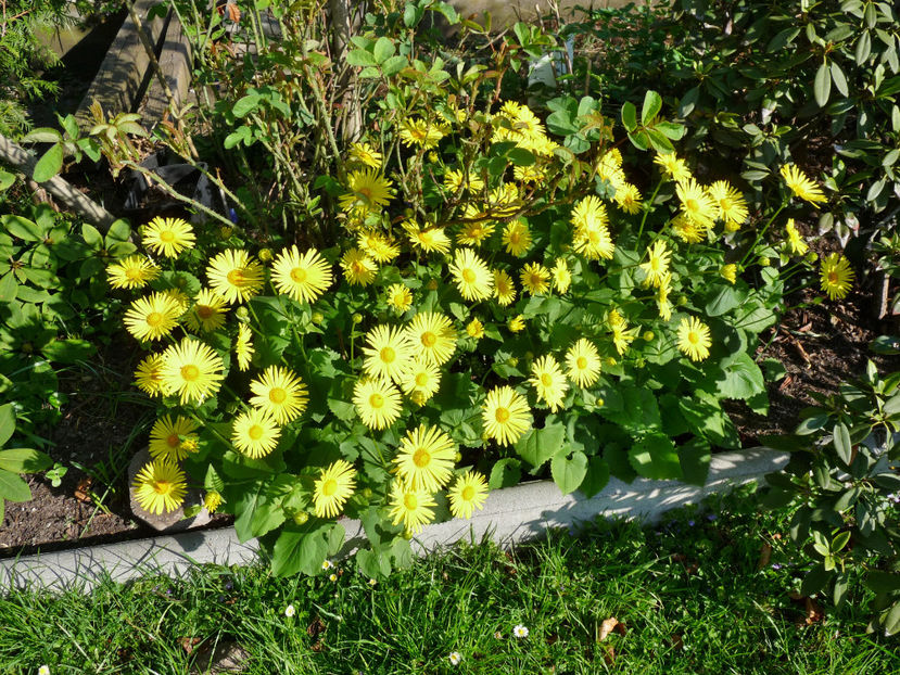  - 2018 - 01 - Primavara