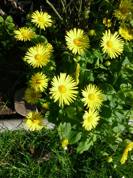  - 2018 - 01 - Primavara