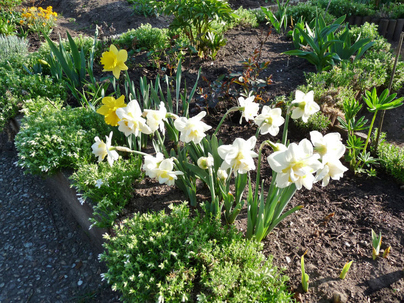  - 2018 - 01 - Primavara