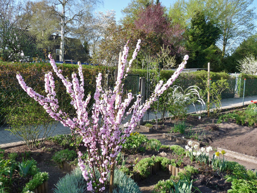  - 2018 - 01 - Primavara