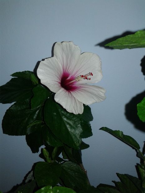  - Hibiscus Butterfly