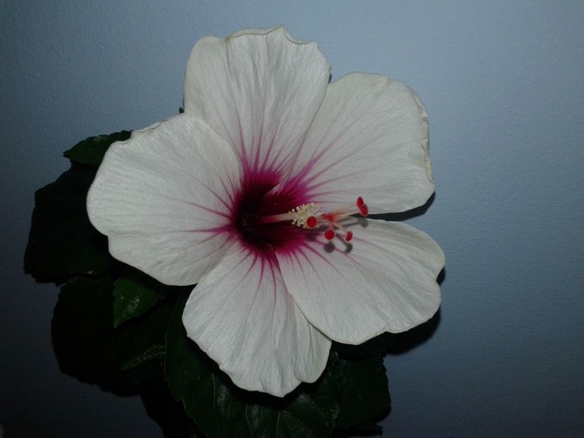  - Hibiscus Butterfly