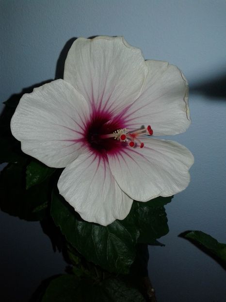  - Hibiscus Butterfly