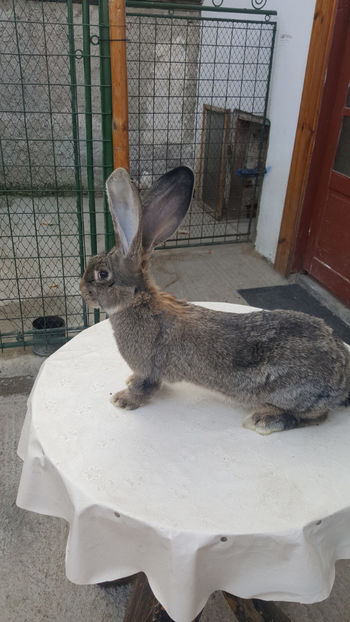 mascul boby - iepuri