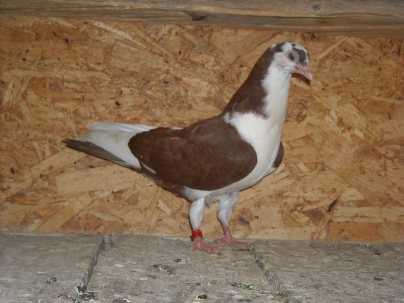 pierdut - PUISORI 2018