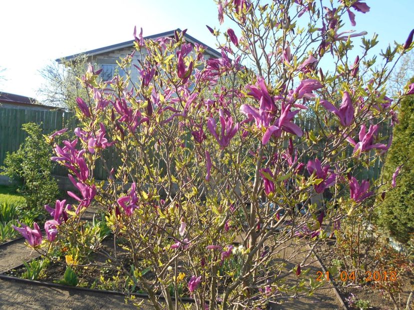 magnolia susan - 3Primavara2018