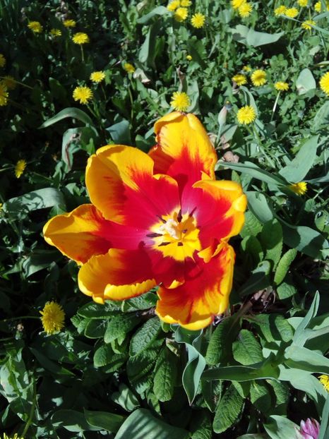  - AAAAA_LALELE 2016_2017_2018_2019