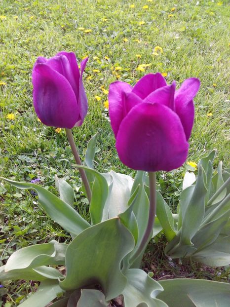  - AAAAA_LALELE 2016_2017_2018_2019