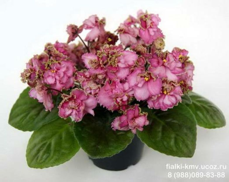 Potseluy R usalki - Potseluy rusalki