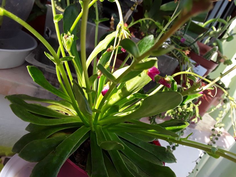  - Suculente mica pasiune