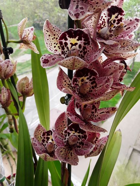  - CYMBIDIUM