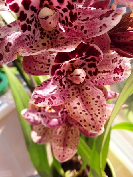  - CYMBIDIUM