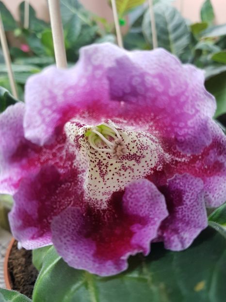  - gloxinia 2018