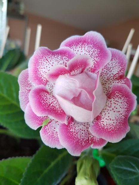 Satisfaction - gloxinia 2018